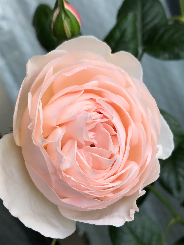 f:id:tef_rose:20190510020825j:image
