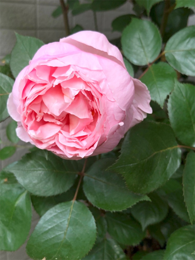 f:id:tef_rose:20190510020831j:image