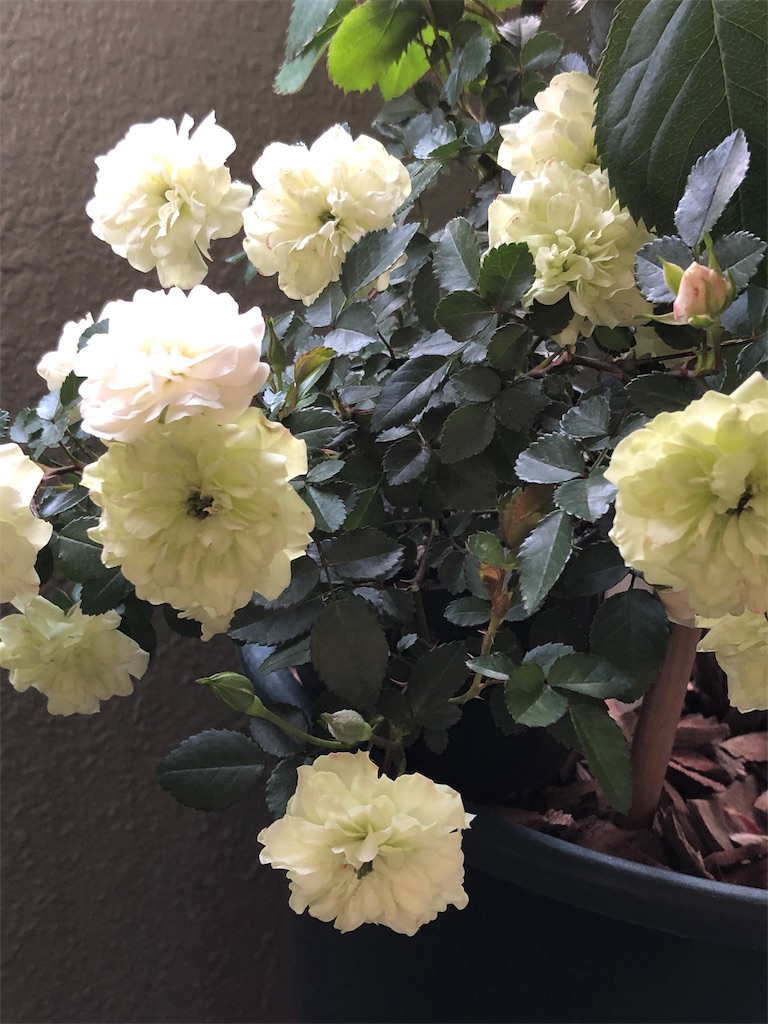 f:id:tef_rose:20190510020834j:image