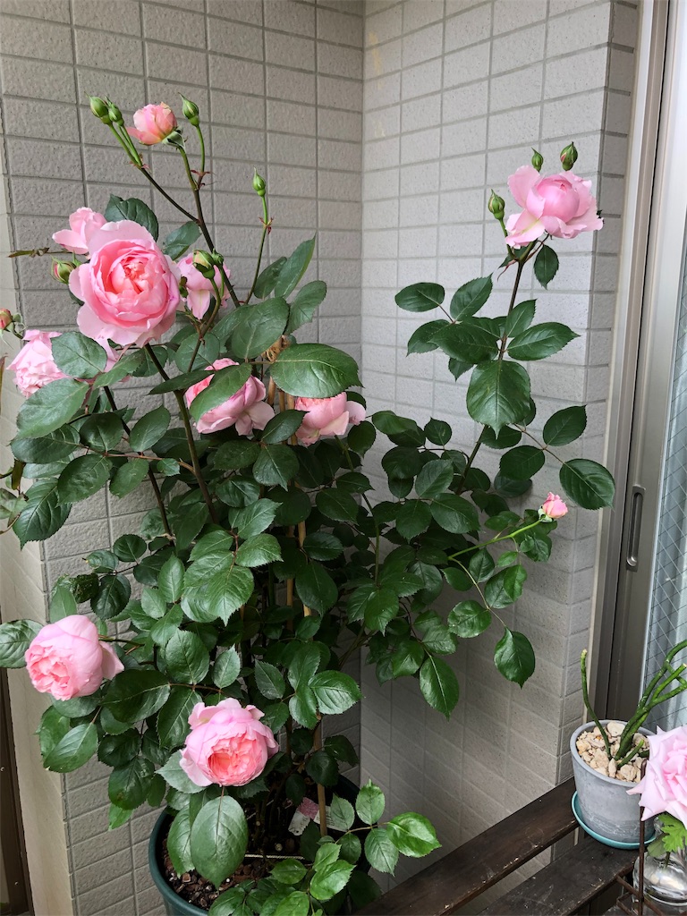 f:id:tef_rose:20190510033248j:image