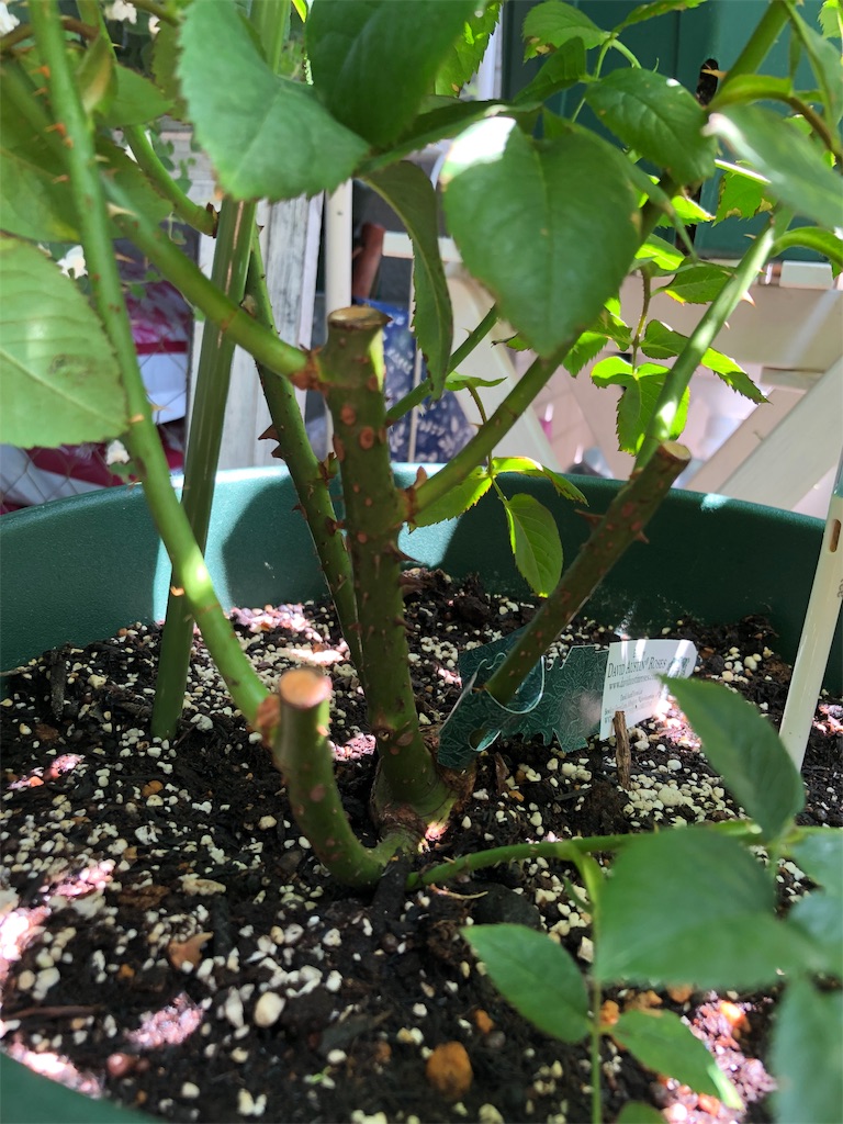 f:id:tef_rose:20190510114853j:image f:id:tef_rose:20190510114853j:image