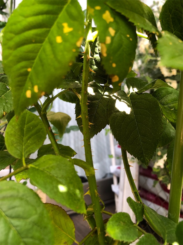 f:id:tef_rose:20190510114857j:image f:id:tef_rose:20190510114857j:image