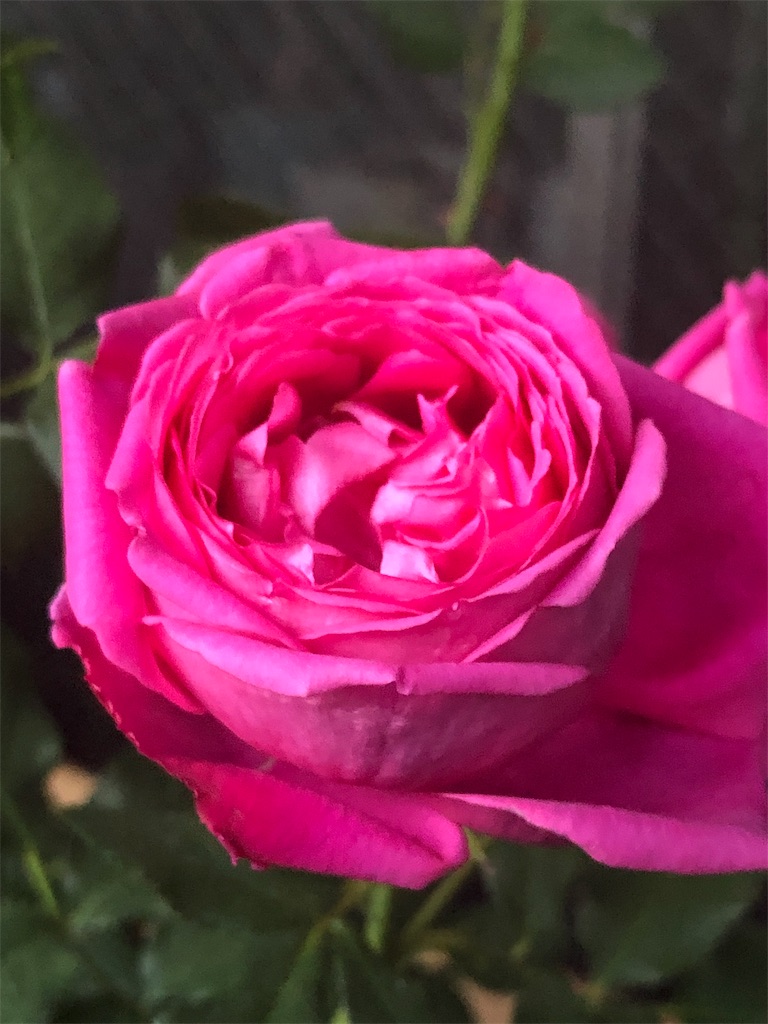 f:id:tef_rose:20190512025030j:image f:id:tef_rose:20190512025030j:image