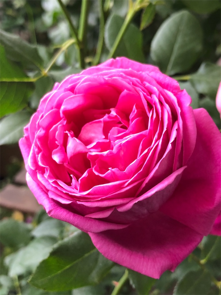 f:id:tef_rose:20190512143933j:image f:id:tef_rose:20190512143933j:image