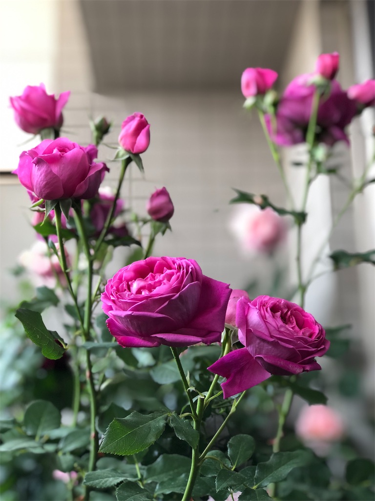 f:id:tef_rose:20190512143937j:image f:id:tef_rose:20190512143937j:image