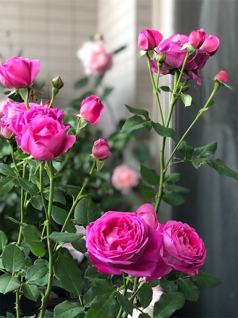 f:id:tef_rose:20190512143941j:image f:id:tef_rose:20190512143941j:image