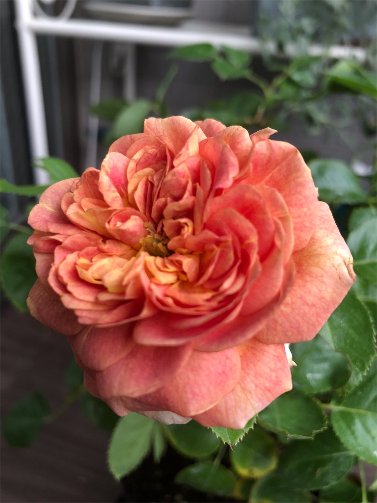 f:id:tef_rose:20190512145218j:image f:id:tef_rose:20190512145218j:image