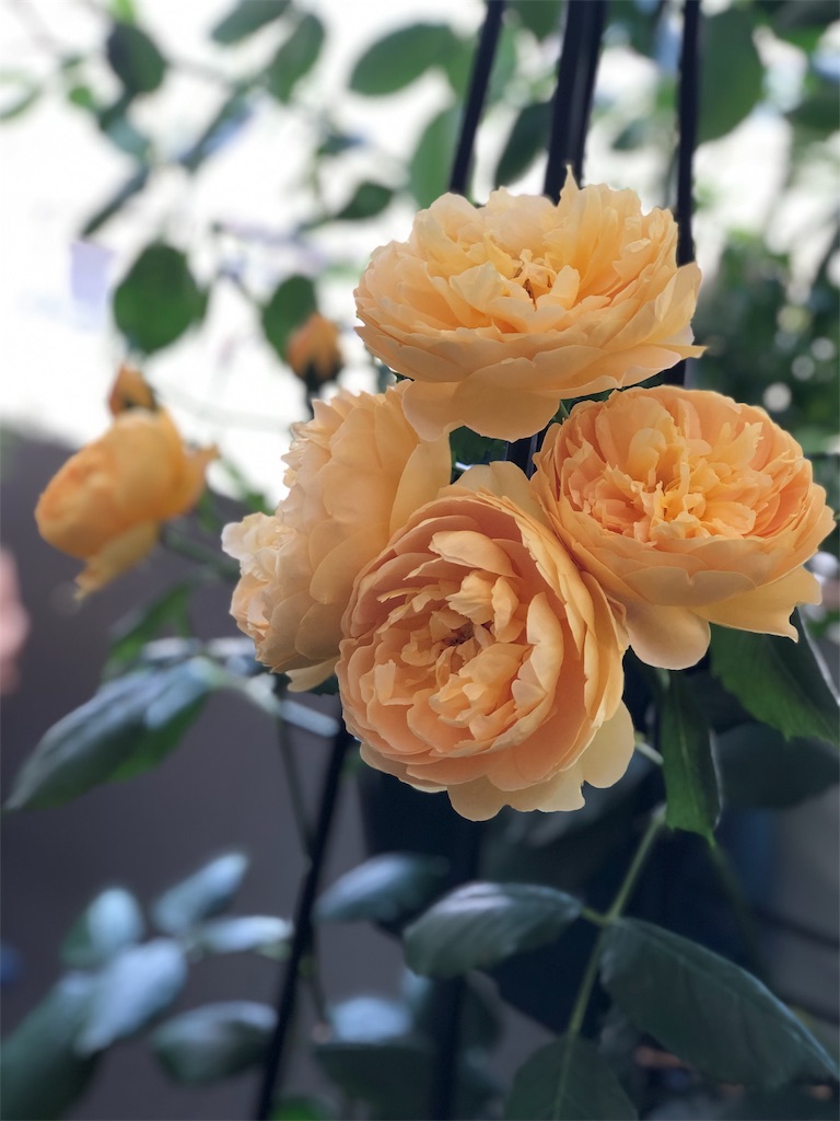 f:id:tef_rose:20190513010256j:image