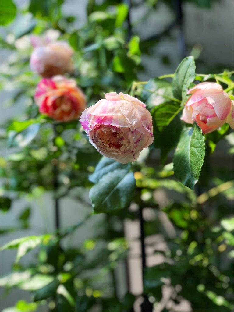 f:id:tef_rose:20190513010303j:image