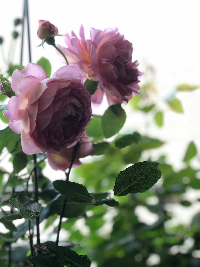 f:id:tef_rose:20190513010309j:image