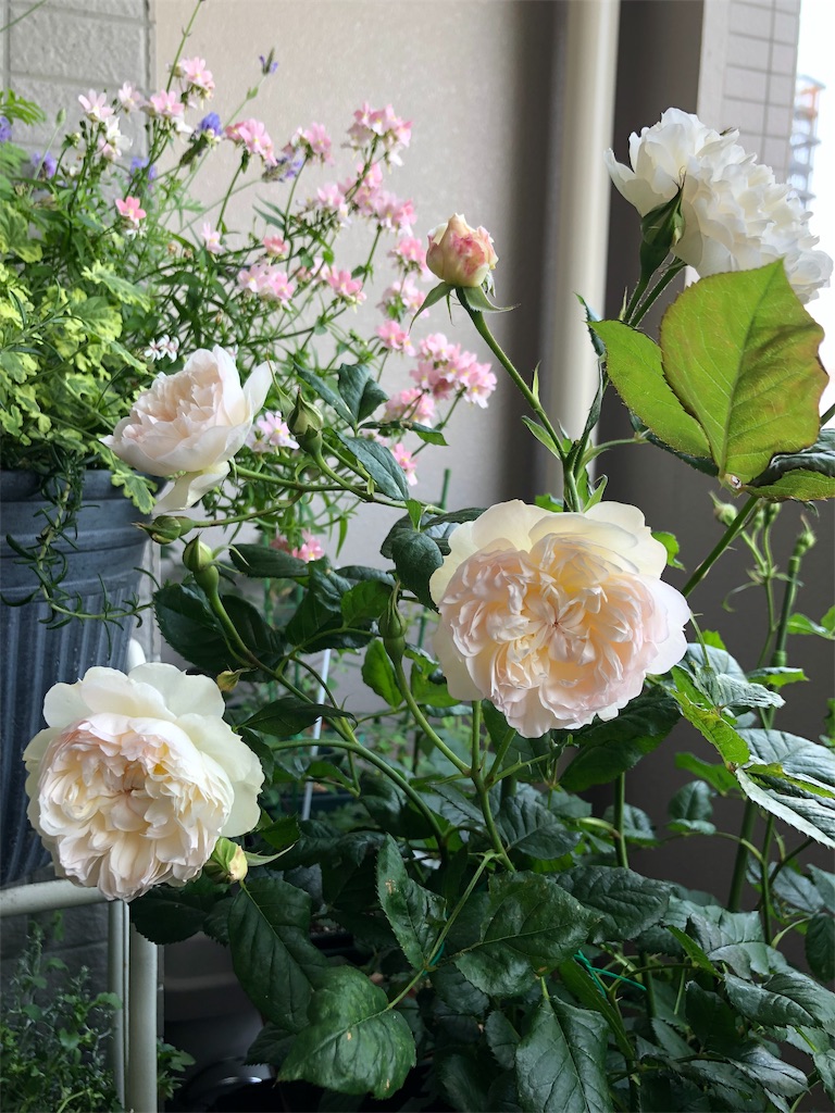 f:id:tef_rose:20190513010314j:image