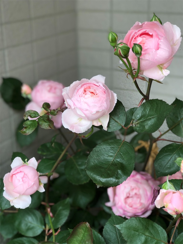 f:id:tef_rose:20190513010418j:image