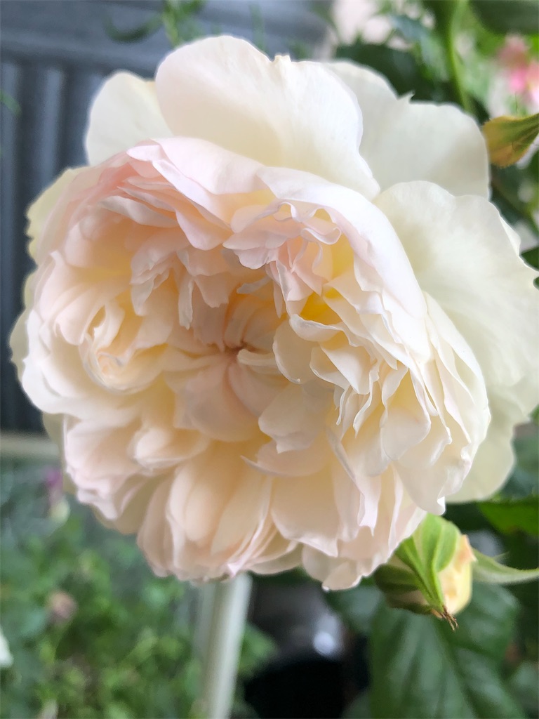 f:id:tef_rose:20190513010726j:image