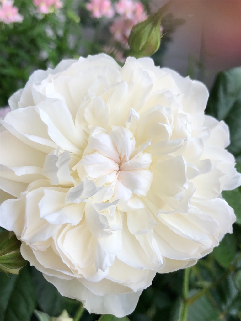 f:id:tef_rose:20190513010730j:image