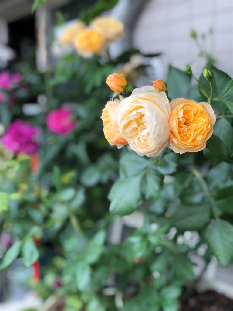 f:id:tef_rose:20190513010841j:image