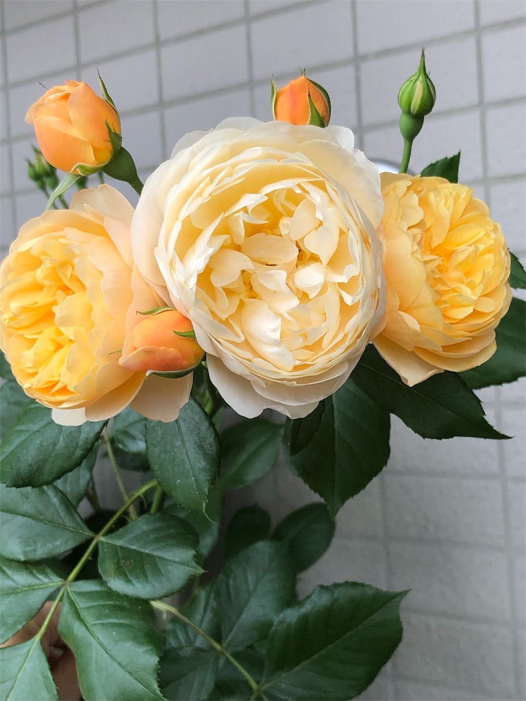 f:id:tef_rose:20190513010844j:image