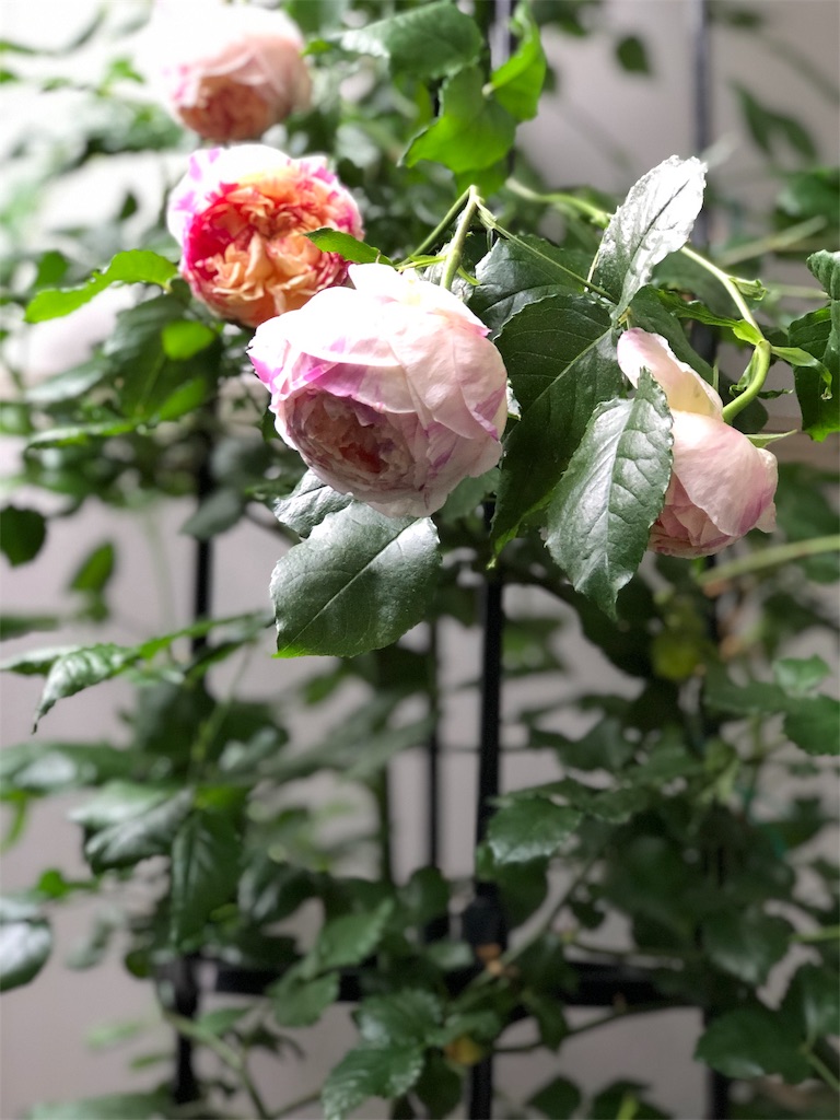 f:id:tef_rose:20190513204314j:image