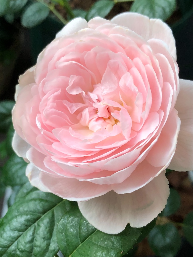 f:id:tef_rose:20190513204317j:image