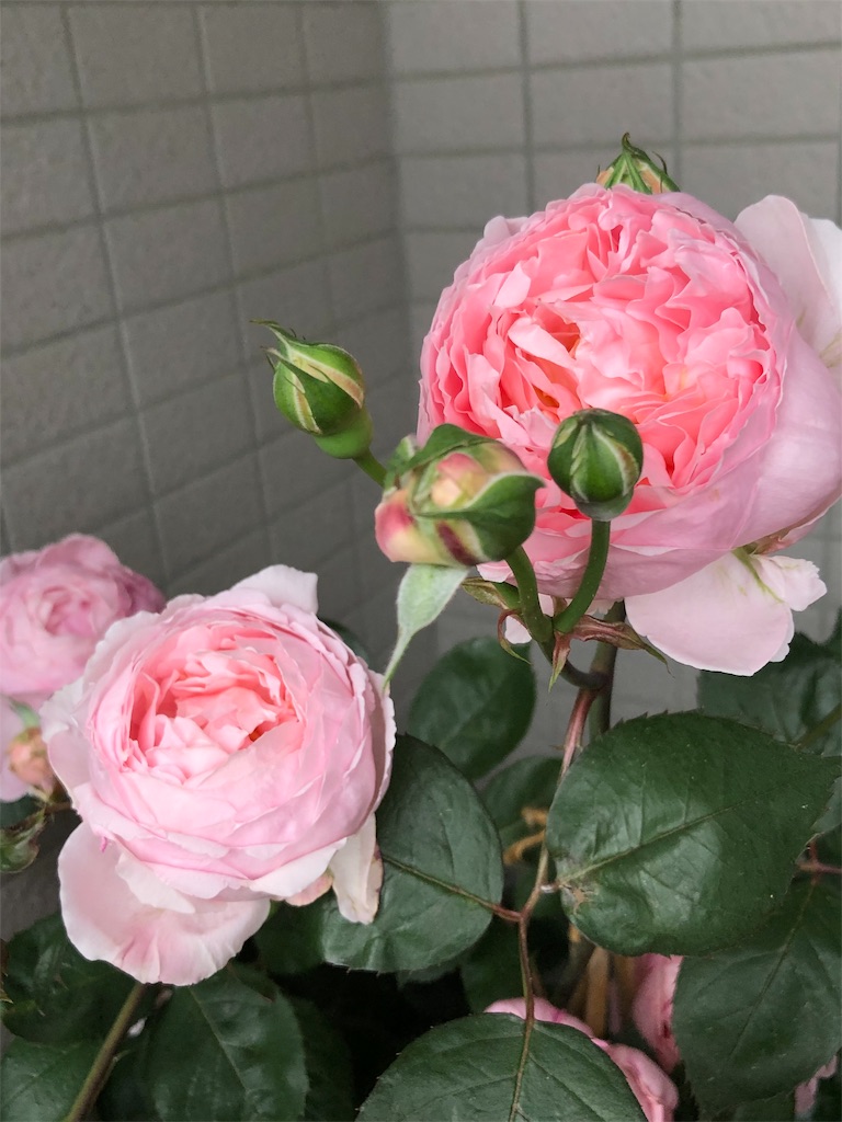 f:id:tef_rose:20190513204325j:image