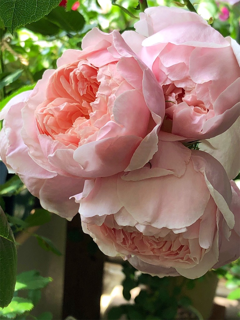 f:id:tef_rose:20190513204331j:image
