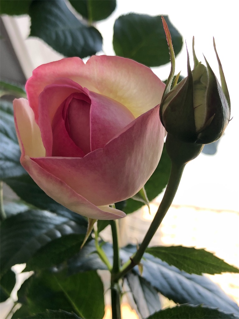 f:id:tef_rose:20190513204340j:image