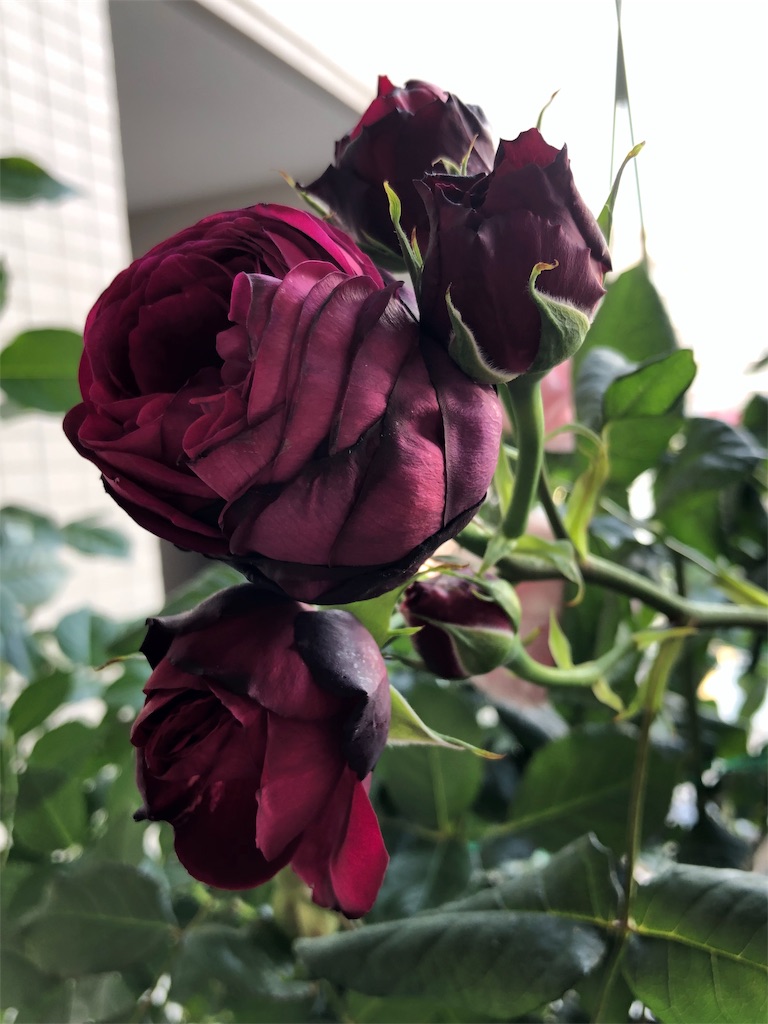 f:id:tef_rose:20190513204344j:image