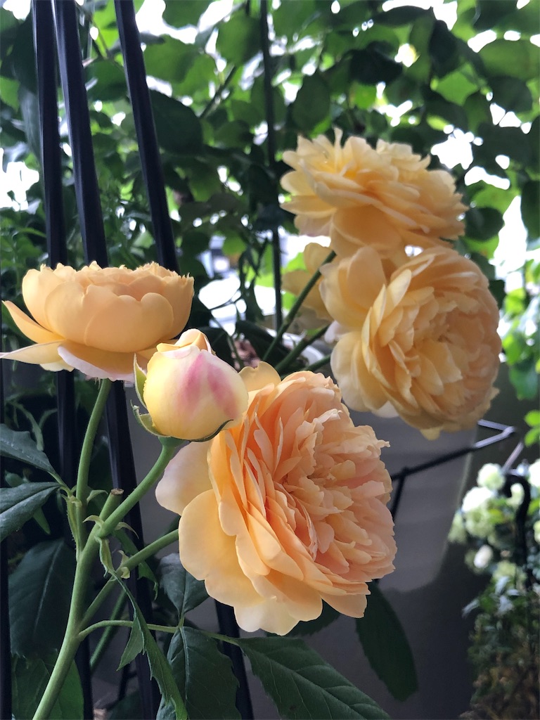 f:id:tef_rose:20190513204347j:image