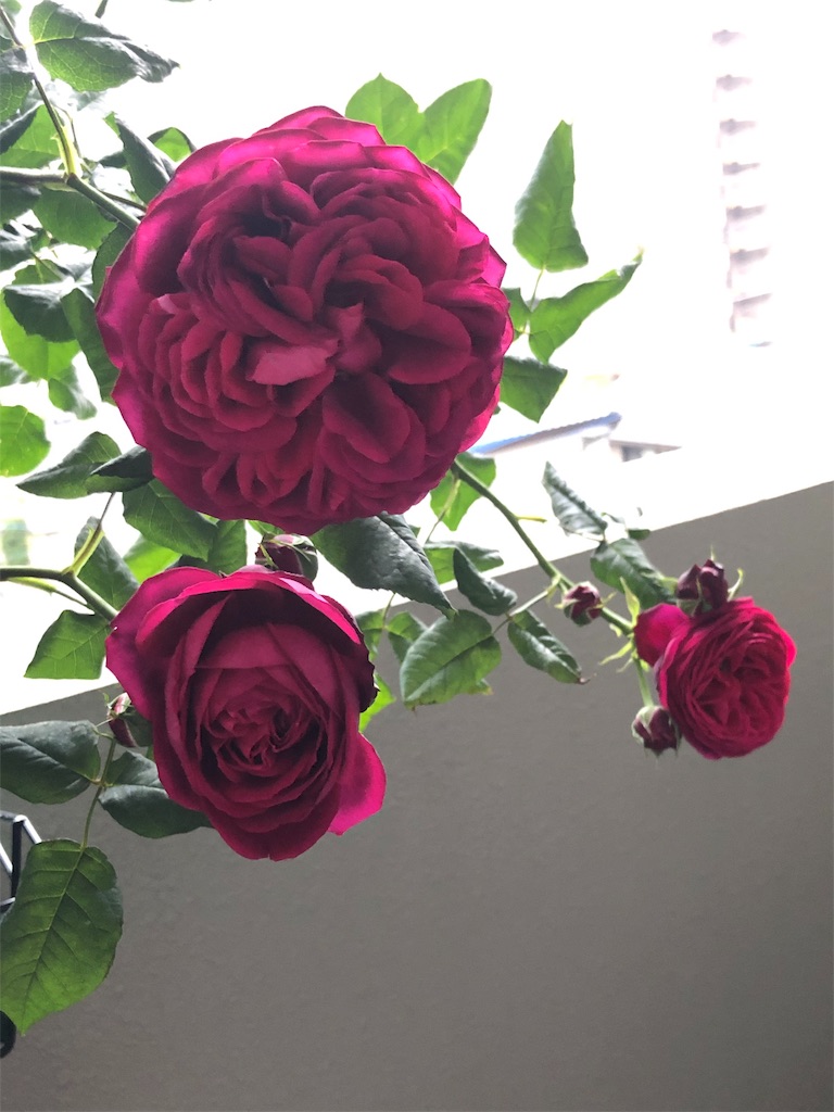 f:id:tef_rose:20190513204356j:image
