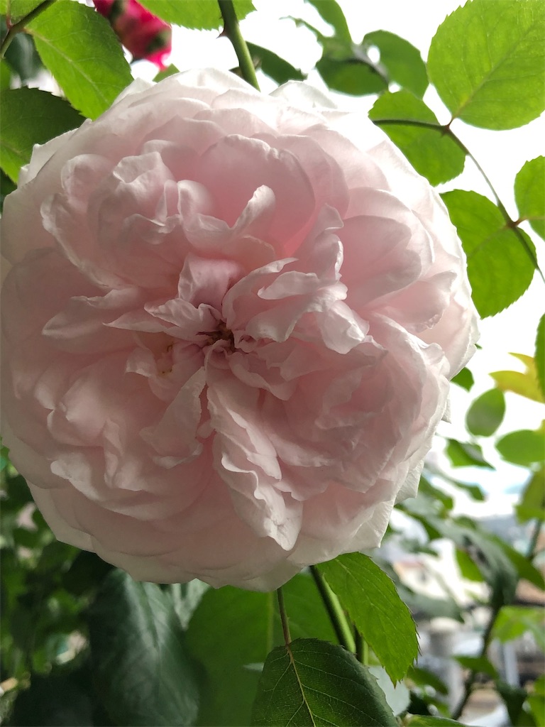 f:id:tef_rose:20190513204359j:image