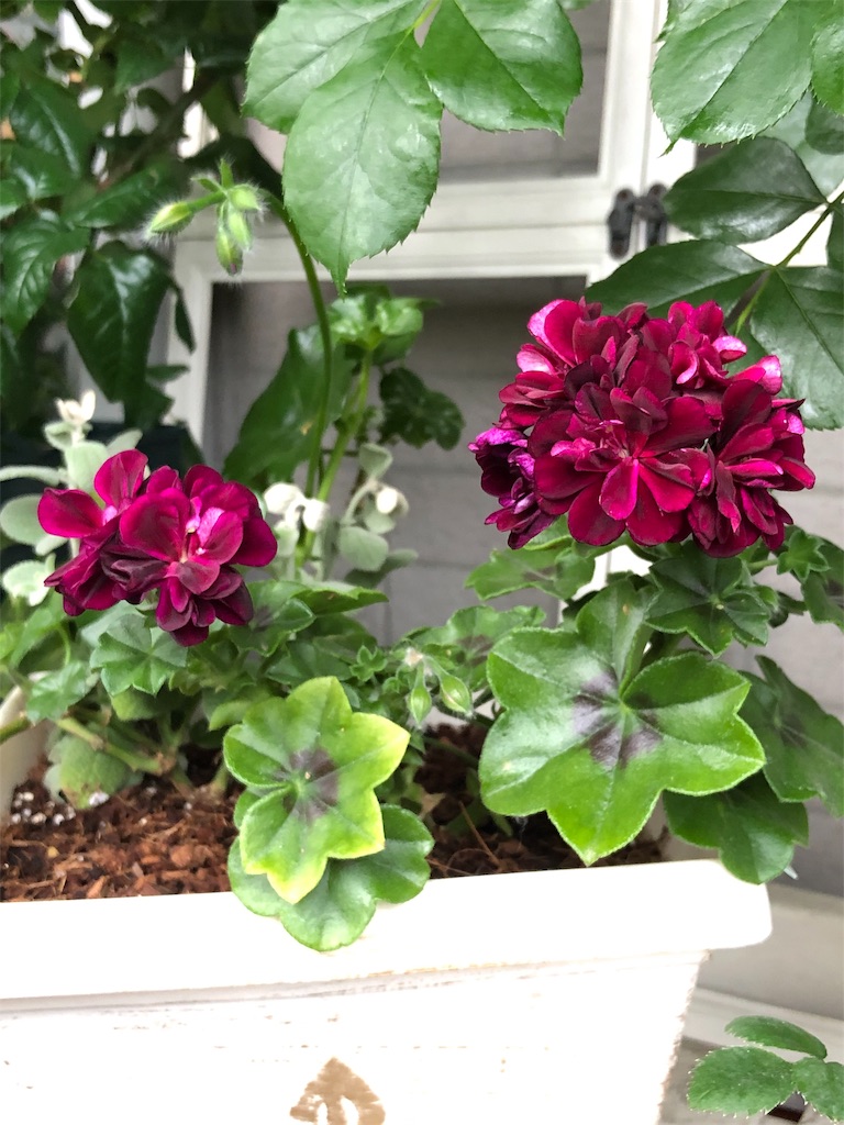 f:id:tef_rose:20190513204428j:image