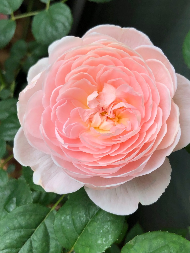f:id:tef_rose:20190513211529j:image