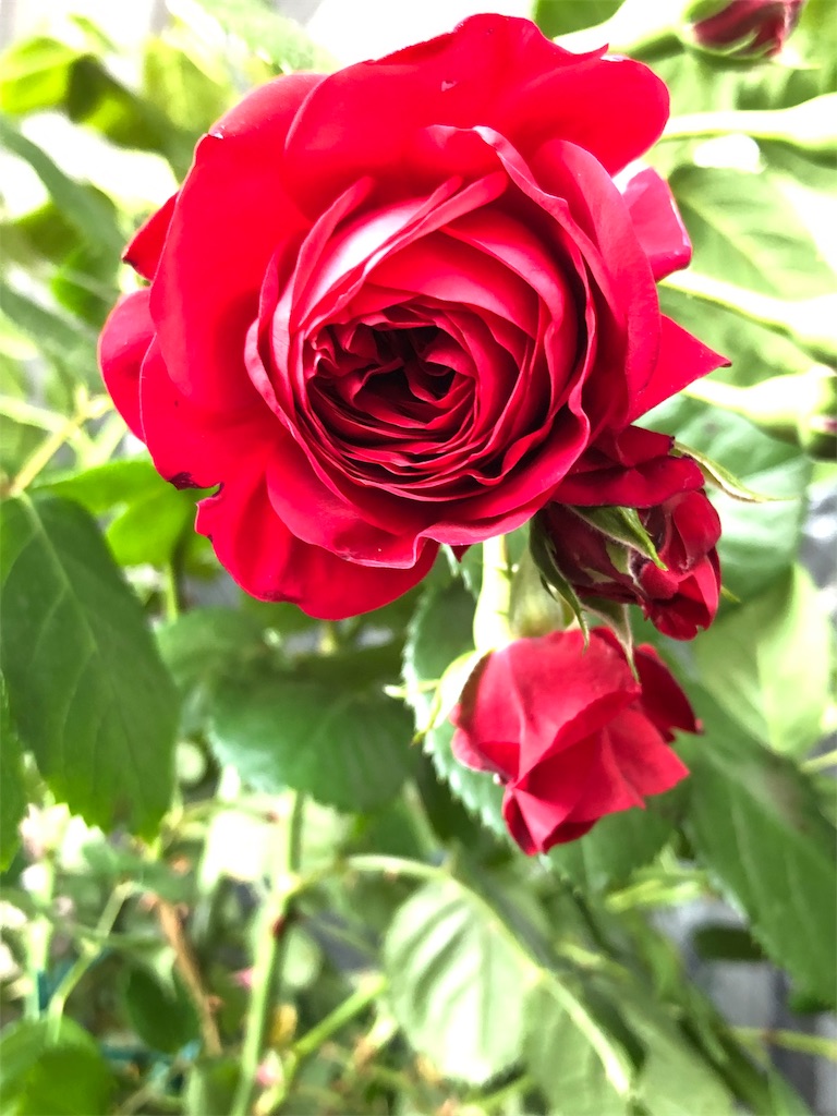 f:id:tef_rose:20190513211532j:image
