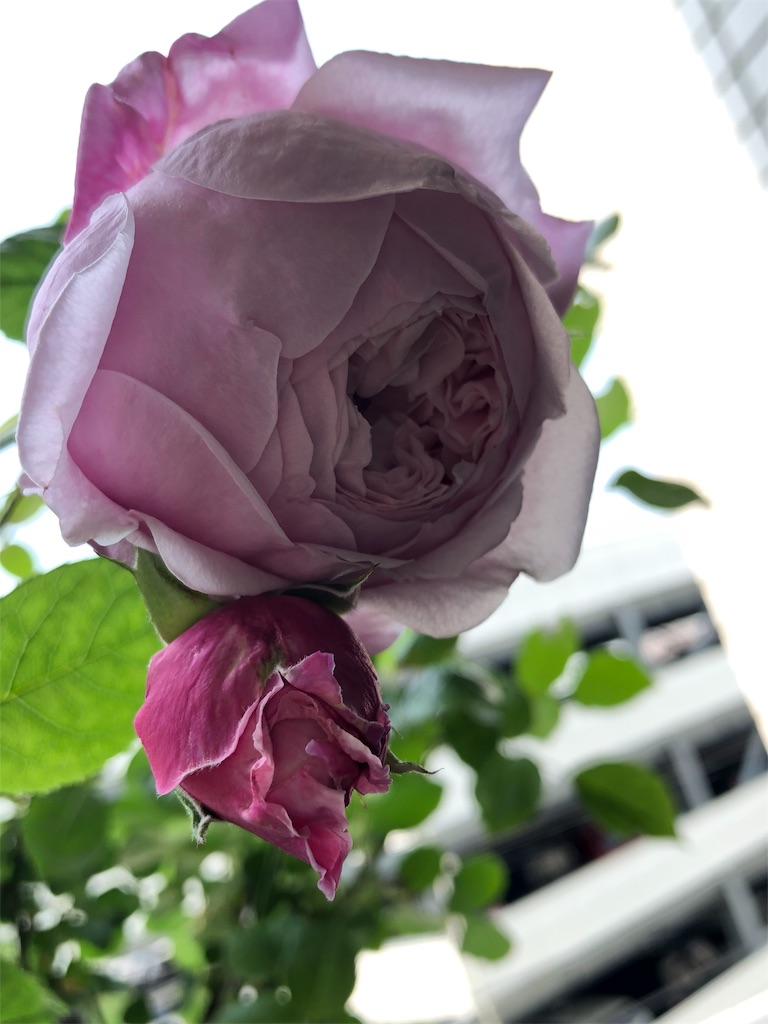 f:id:tef_rose:20190513211545j:image
