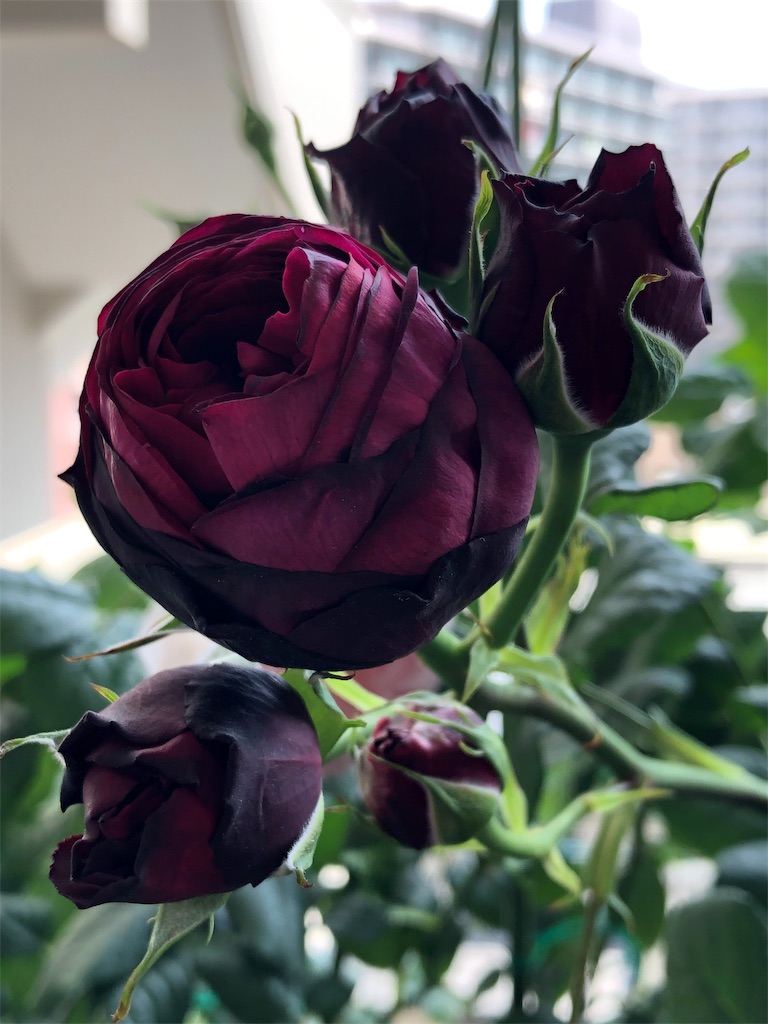f:id:tef_rose:20190513211900j:image