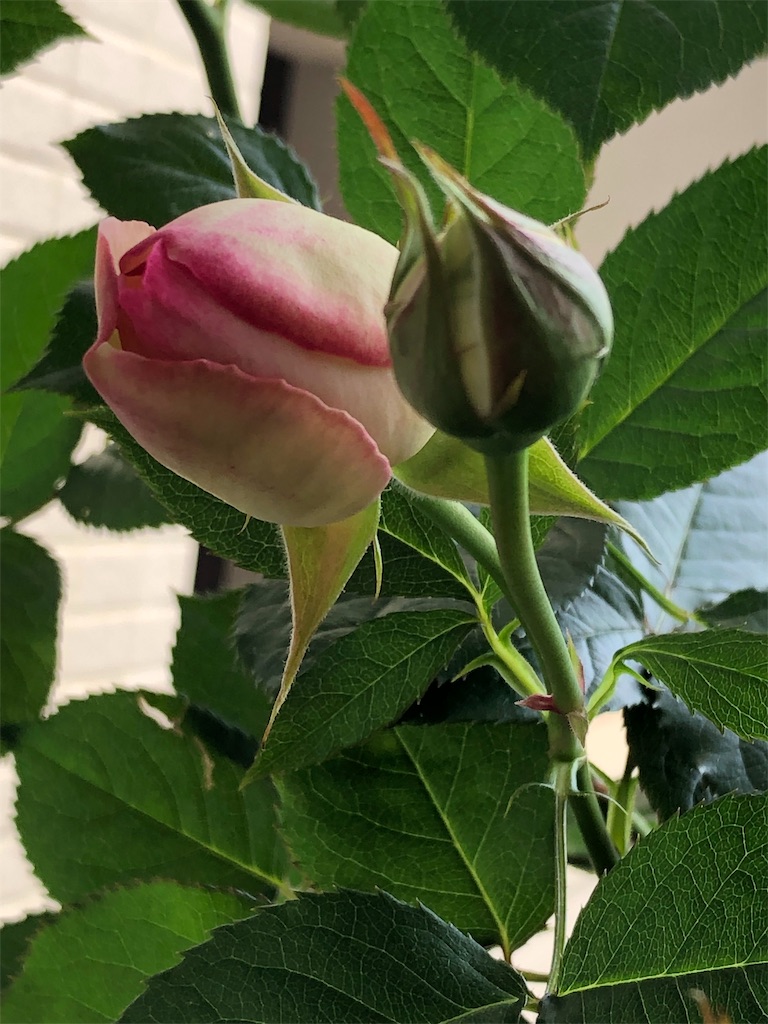 f:id:tef_rose:20190513212431j:image