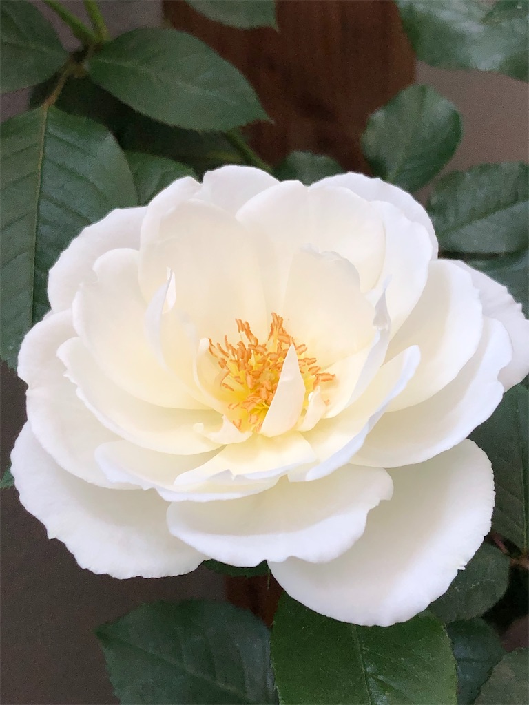 f:id:tef_rose:20190513212437j:image