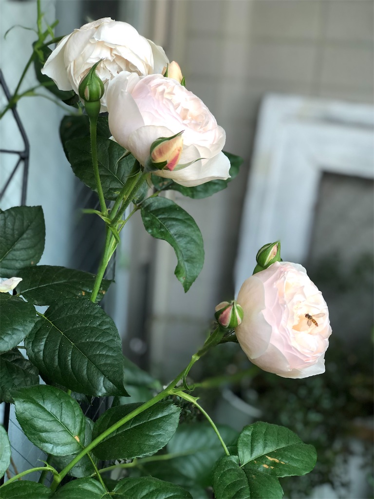f:id:tef_rose:20190513212656j:image