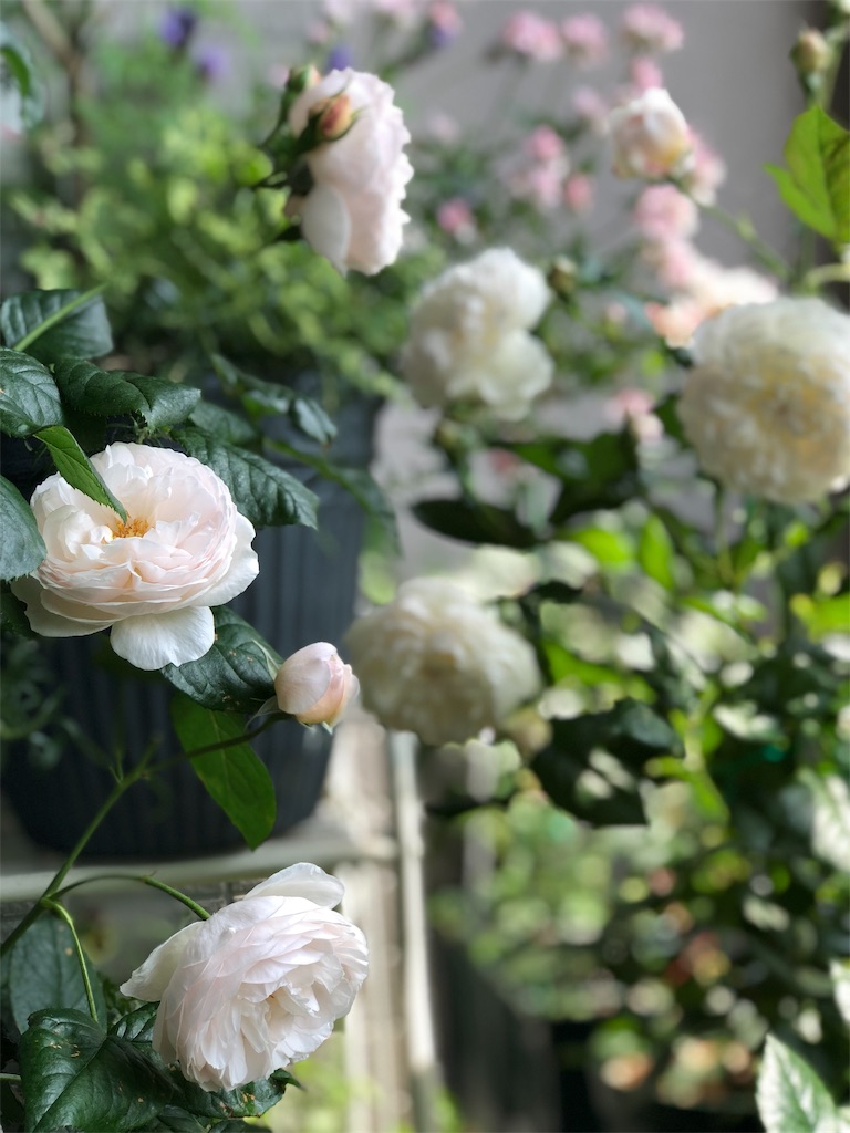 f:id:tef_rose:20190514032855j:image