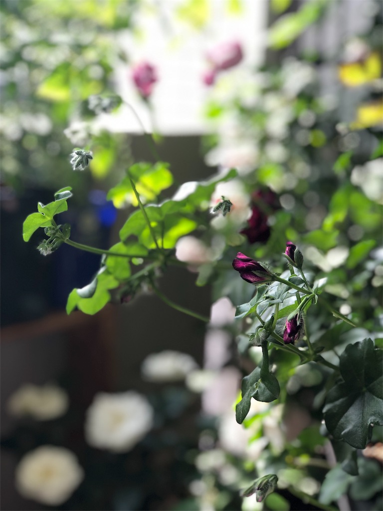 f:id:tef_rose:20190514035335j:image