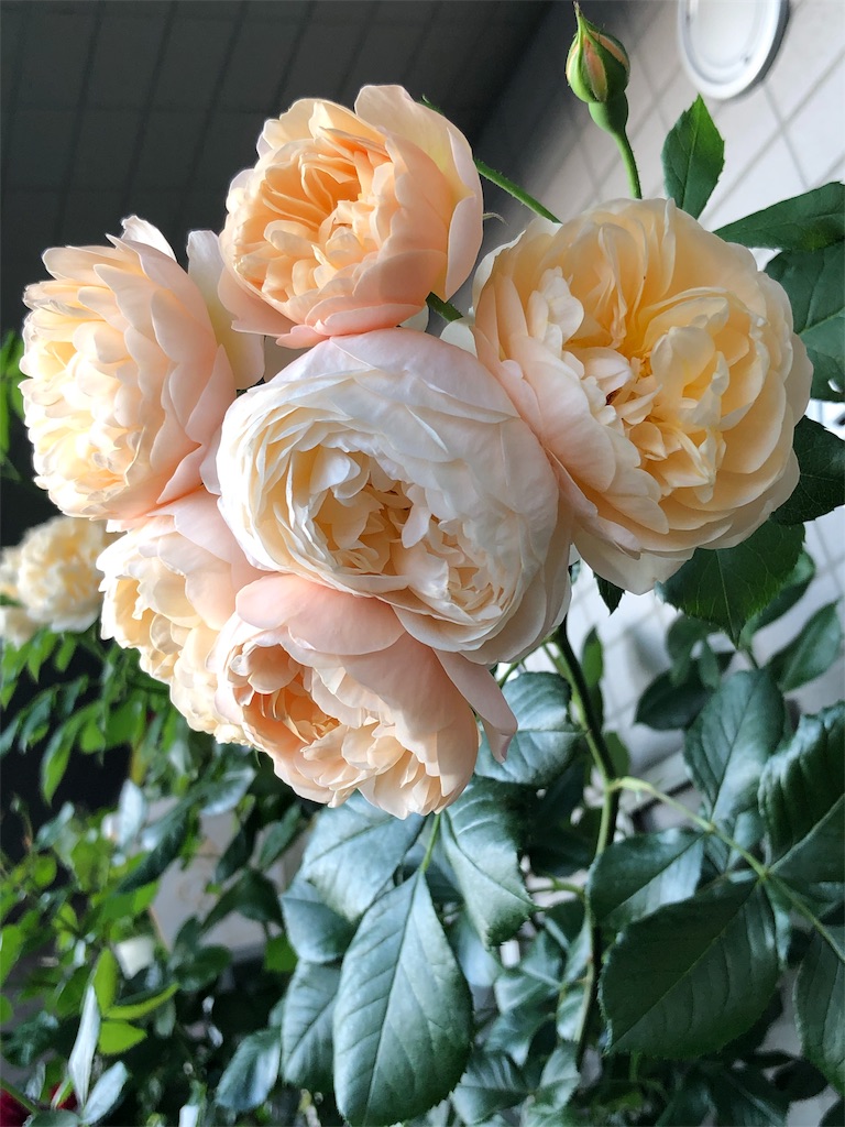 f:id:tef_rose:20190515170639j:image