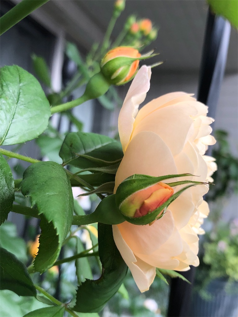 f:id:tef_rose:20190515170642j:image