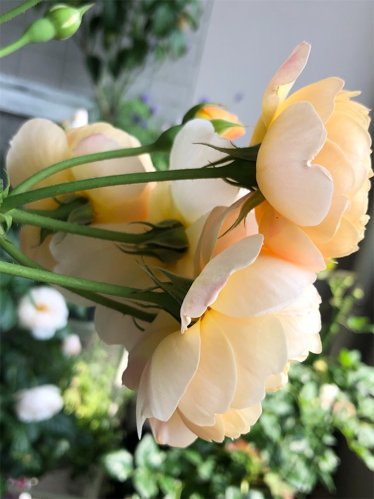 f:id:tef_rose:20190515170652j:image