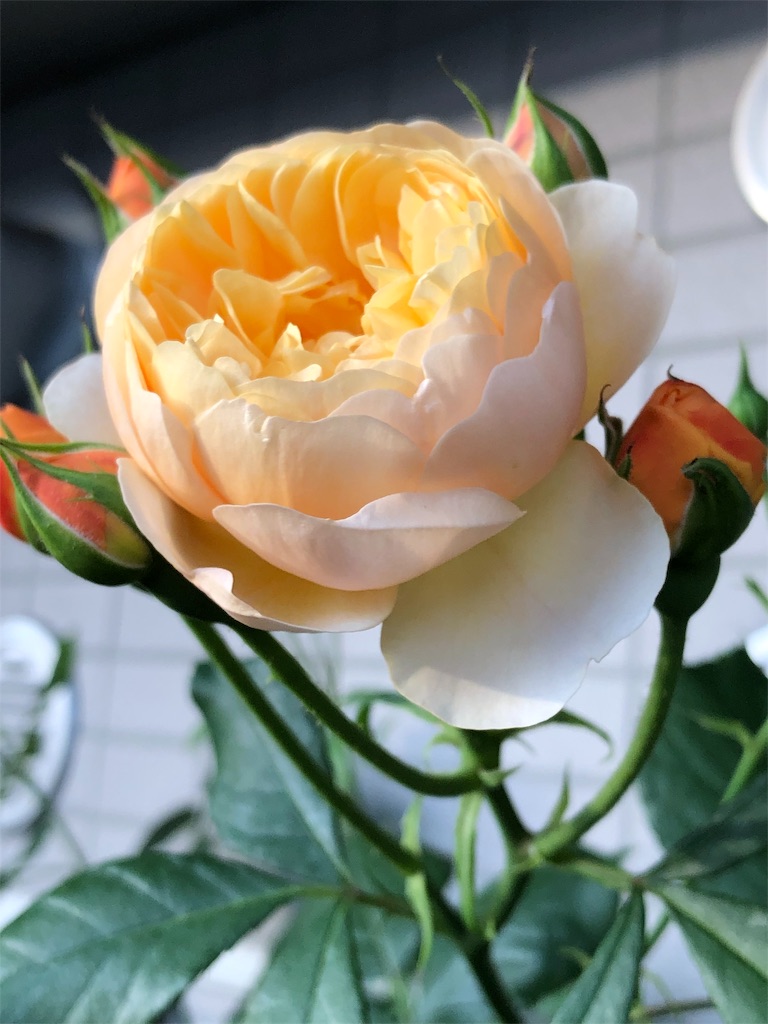 f:id:tef_rose:20190515170656j:image