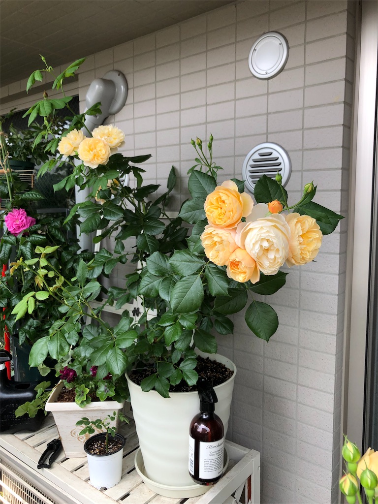 ロアルドダール 19春 一年目 初開花 Tef S Garden ベランダでバラと暮らす ロアルドダール 19春 一年目 初開花 Tef S Garden ベランダでバラと暮らす