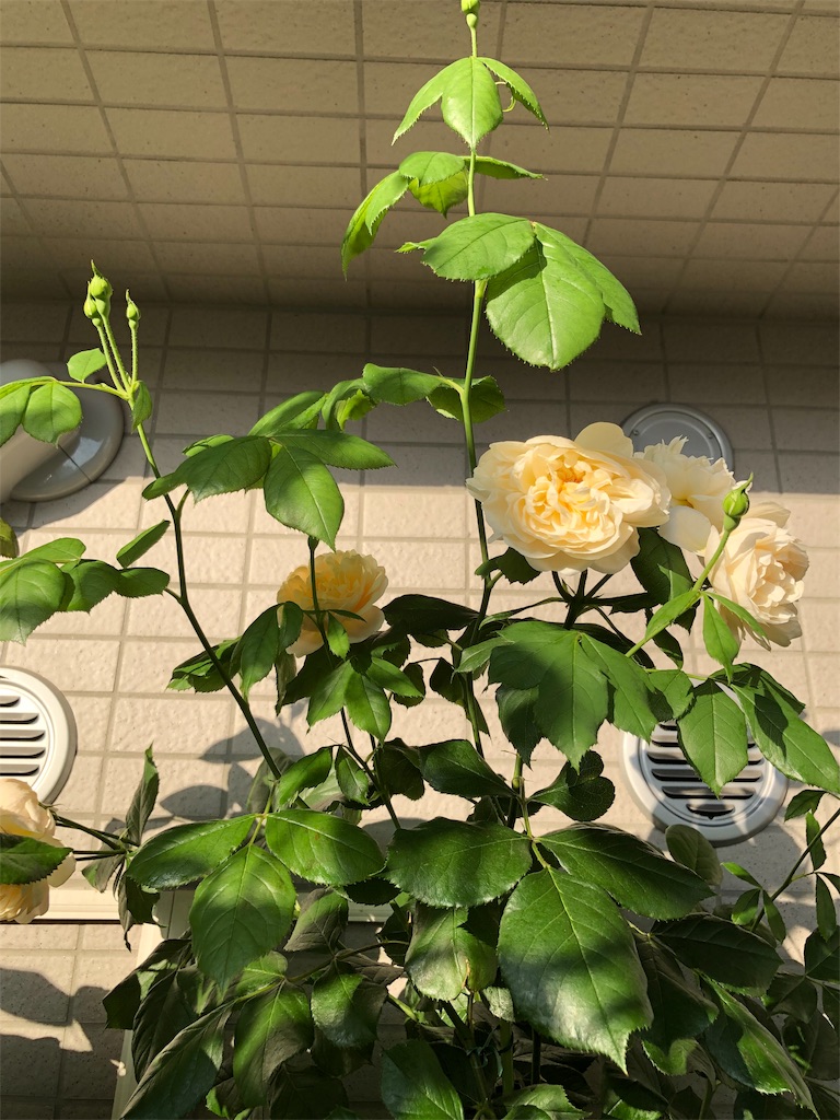 f:id:tef_rose:20190515174127j:image