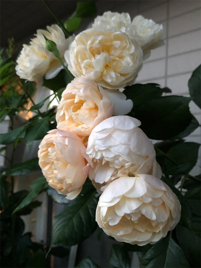 f:id:tef_rose:20190515201413j:image