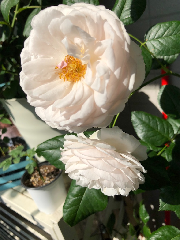 f:id:tef_rose:20190516004722j:image