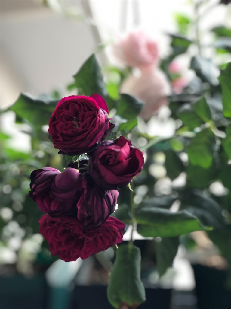 f:id:tef_rose:20190516004737j:image