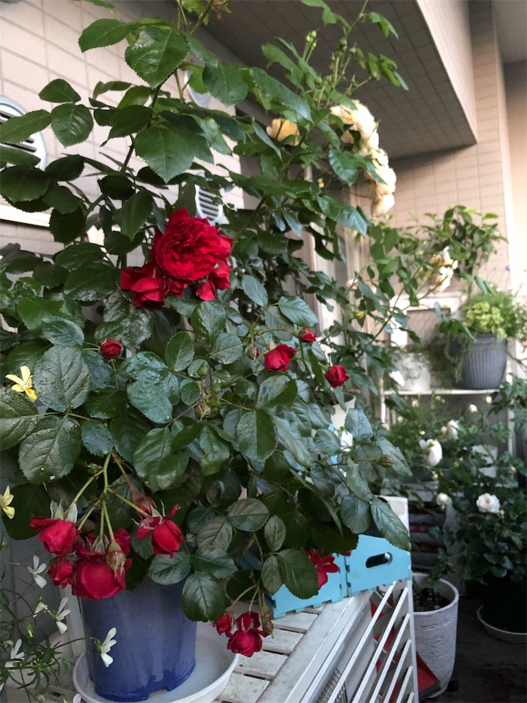 f:id:tef_rose:20190516004740j:image