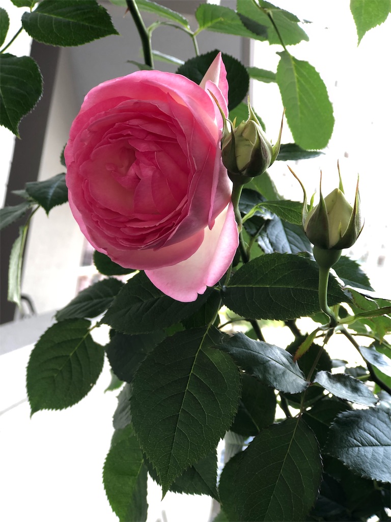 f:id:tef_rose:20190516004802j:image